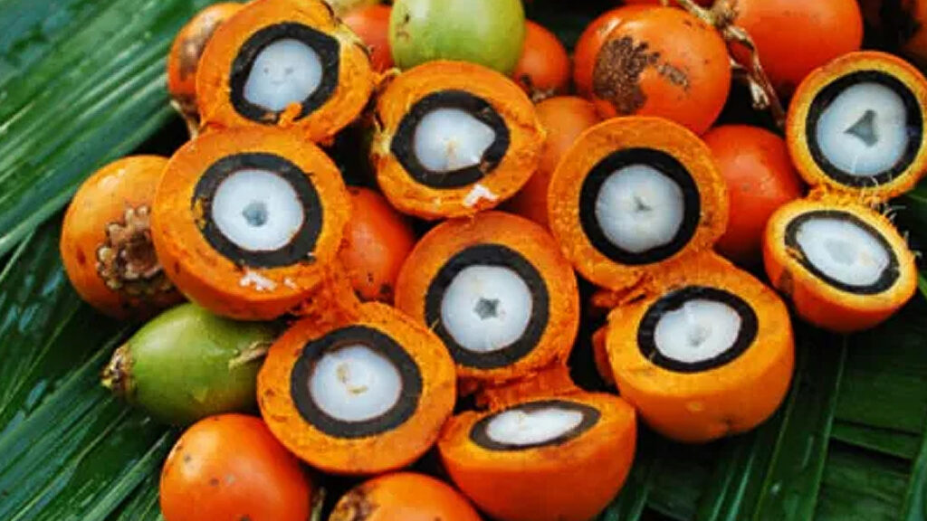 Frutos de tucumã cortados ao meio mostrando polpa branca envolta por casca alaranjada sobre folhas verdes